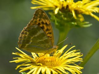 Cengaver (Argynnis paphia)