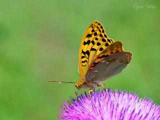 Bahadr (Argynnis pandora)