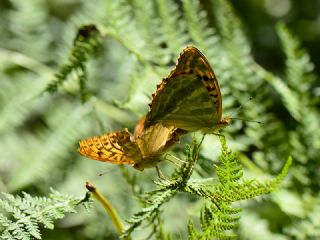 Cengaver (Argynnis paphia)