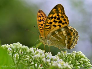 Cengaver (Argynnis paphia)