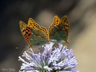 Bahadr (Argynnis pandora)