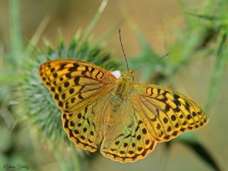 Bahadr (Argynnis pandora)