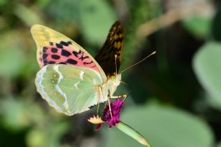 Bahadr (Argynnis pandora)