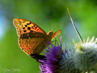 Bahadr (Argynnis pandora)