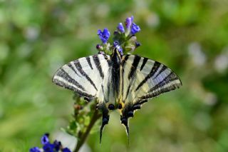 Erik Krlangkuyruk (Iphiclides podalirius)