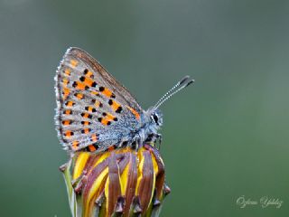 Akbes Gelincii (Tomares nesimachus)