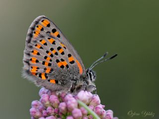 Akbes Gelincii (Tomares nesimachus)