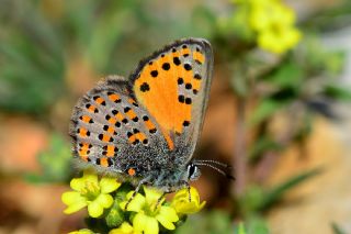 Akbes Gelincii (Tomares nesimachus)