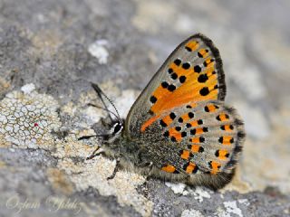 Akbes Gelincii (Tomares nesimachus)