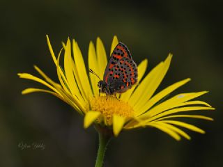 Akbes Gelincii (Tomares nesimachus)