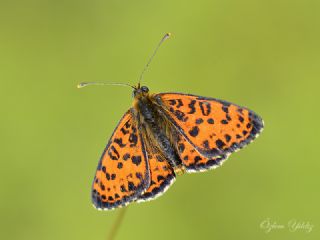 Benekli parhan (Melitaea didyma)