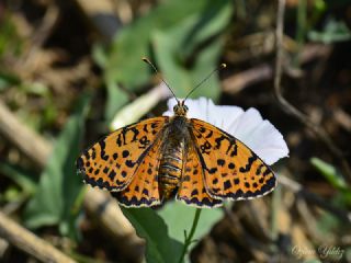 Benekli parhan (Melitaea didyma)