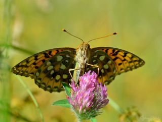 Gzel nci (Argynnis aglaja)
