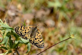 Benekli parhan (Melitaea didyma)