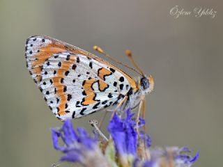 Benekli parhan (Melitaea didyma)