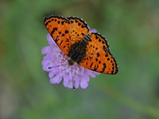 Benekli parhan (Melitaea didyma)