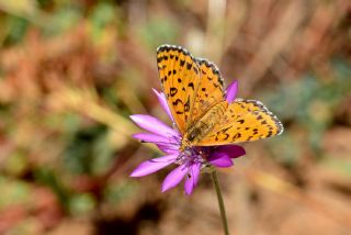 Benekli parhan (Melitaea didyma)