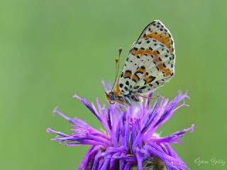 Benekli parhan (Melitaea didyma)
