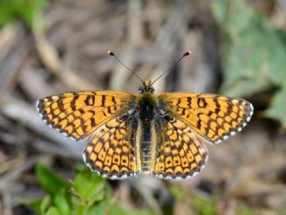 parhan (Melitaea cinxia)