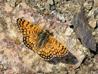 parhan (Melitaea cinxia)