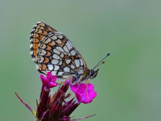 Amannisa (Melitaea athalia)