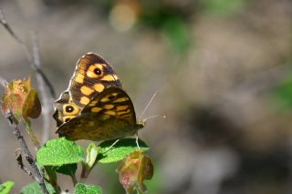 Karanlk Orman Esmeri (Pararge aegeria)