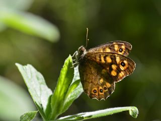 Karanlk Orman Esmeri (Pararge aegeria)