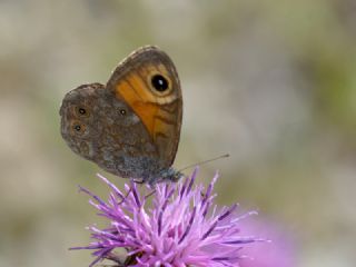 Esmerboncuk&nbsp;(Lasiommata&nbsp;maera)