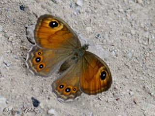 Esmerboncuk (Lasiommata maera)