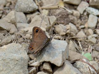 Orman Esmerboncuu (Lasiommata petropolitana)