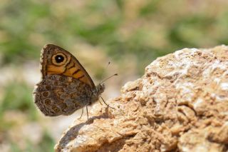 K���k Esmerboncuk&nbsp;(Lasiommata&nbsp;megera)