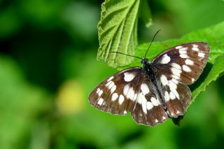 Orman Melikesi (Melanargia galathea)