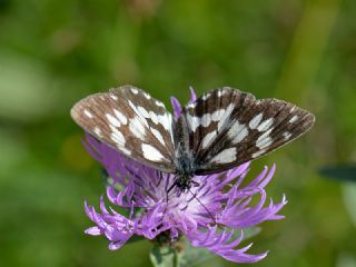 Orman Melikesi (Melanargia galathea)