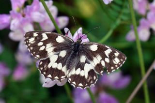 Orman Melikesi (Melanargia galathea)