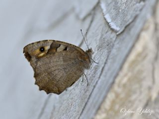 Cad�&nbsp;(Chazara&nbsp;briseis)