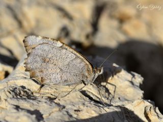 Cad�&nbsp;(Chazara&nbsp;briseis)