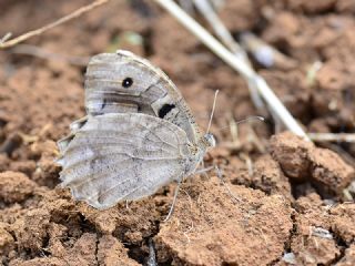 Cad�&nbsp;(Chazara&nbsp;briseis)