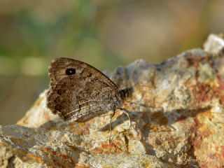 Seyit (Arethusana arethusa)