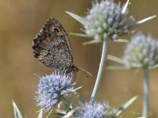 Seyit (Arethusana arethusa)