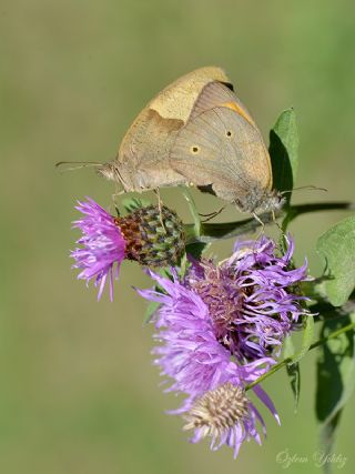 ayr Esmeri (Maniola jurtina)