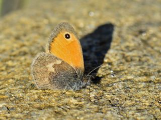 Kk Zpzp Perisi (Coenonympha pamphilus)