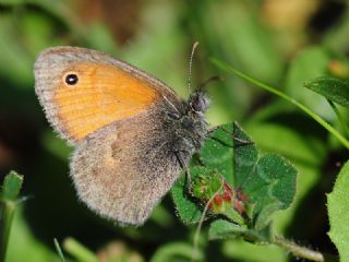 Kk Zpzp Perisi (Coenonympha pamphilus)