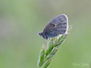 Kk Zpzp Perisi (Coenonympha pamphilus)