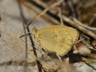 K���k Z�pz�p Perisi&nbsp;(Coenonympha&nbsp;pamphilus)