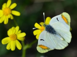 Zegris (Zegris eupheme)