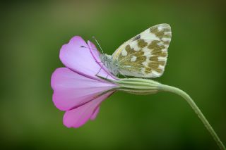 Yeni Beneklimelek (Pontia edusa)