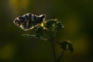 Da Oykls (Euchloe ausonia)