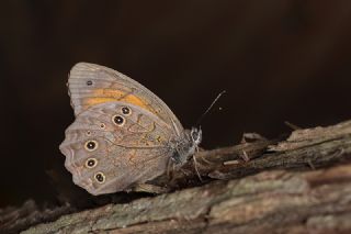 Aa Esmeri (Kirinia roxelana)