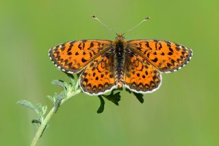 Gzel parhan (Melitaea trivia)