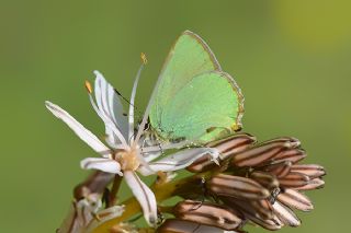 Zmrt (Callophrys rubi)